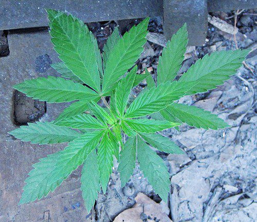 Cannabis sativa (marijuana plant) (Zanesville, Ohio, USA) by jsj1771 cannabis photo