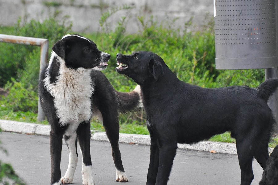Hundehalterhaftung - Verletzung bei dem Versuch der Trennung streitender Hunde - Haftung