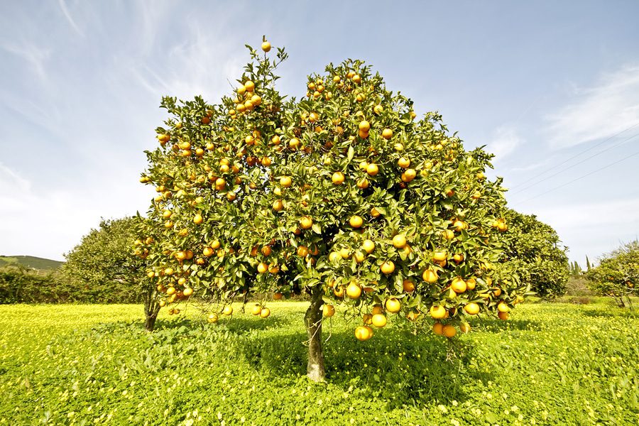 Wildschadenhaftung bei Streuobstwiese