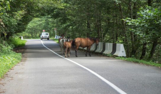 Tierhalterhaftung: Beaufsichtigung eines Pferdes an einer Landstraße