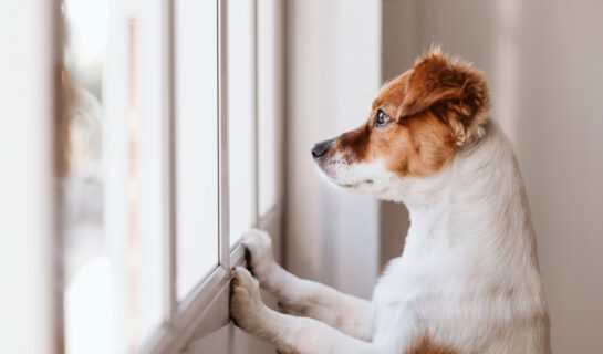 Gebrauchsregelung zur Hundehaltung bei WEG