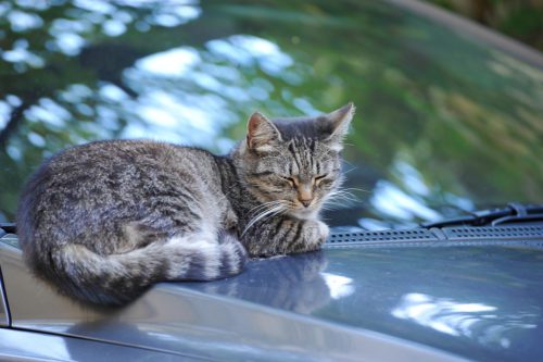 Haftung des Katzenhalters für Lackkratzer an Fahrzeugen verursacht durch seine Katzen