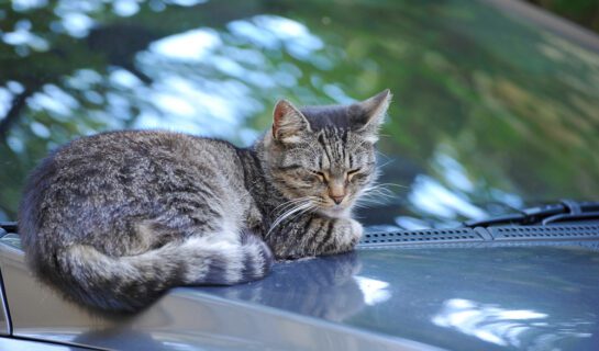 Haftung des Katzenhalters für Lackkratzer an Fahrzeugen verursacht durch seine Katzen