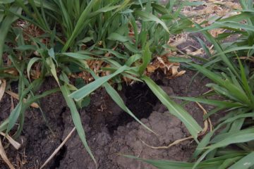 Wildschaden -Beweislastverteilung bei der Meldung von Wildschäden