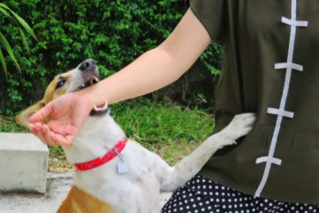 Tierhalterhaftung – Mitverschulden bei Hundebissverletzung