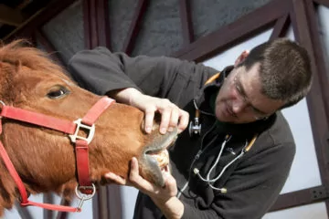 Gewährleistung und Tierarzthaftung beim Pferdekauf – befundfehlerhafte Ankaufsuntersuchung
