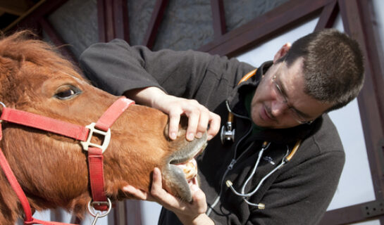 Gewährleistung und Tierarzthaftung beim Pferdekauf – befundfehlerhafte Ankaufsuntersuchung