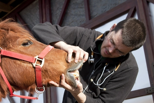 Gewährleistung und Tierarzthaftung beim Pferdekauf - befundfehlerhafte Ankaufsuntersuchung