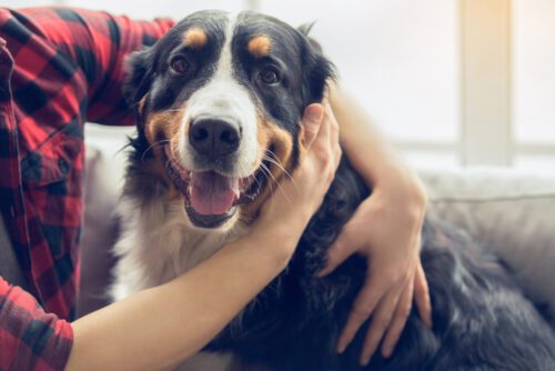 Zustimmung Vermieter zur Haltung eines großen Hundes in Mietswohnung