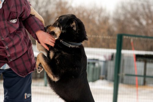 Hundehalterhaftung - Haftungsausschluss wegen Handeln des Geschädigten auf eigene Gefahr