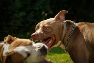 Tierhalterhaftung bei Hundehalterverletzung bei Beißerei zwischen Hunden