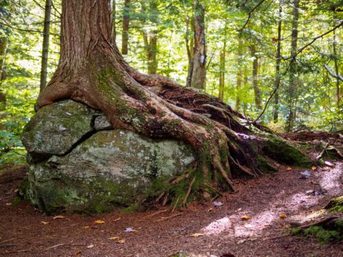Waldbesitzerhaftung für Sturz eines Kindes über Wurzel