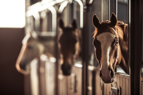 Pferdekauf mit verkürzter Verjährungsfrist: Beklagter siegt in Berufungsverfahren