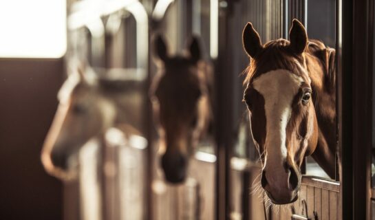 Pferdekaufvertrag – Abkürzung der Verjährungsfrist auf weniger als ein Jahr