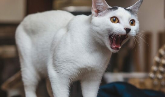 Gelegentlich auftretende Lärmbeeinträchtigungen durch zwei Katzen eines benachbarten Mieters